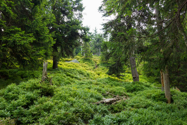 istock Landscape of mountains 847818842