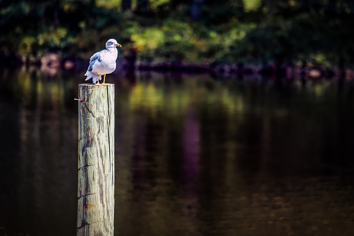 A seagull sitting above the water, on his perch, in a Virginia river.