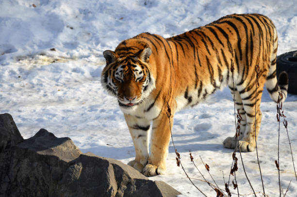 istock Tiger in the snow 847821972