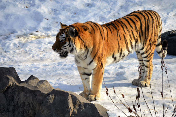 istock Tiger in the snow 847822000