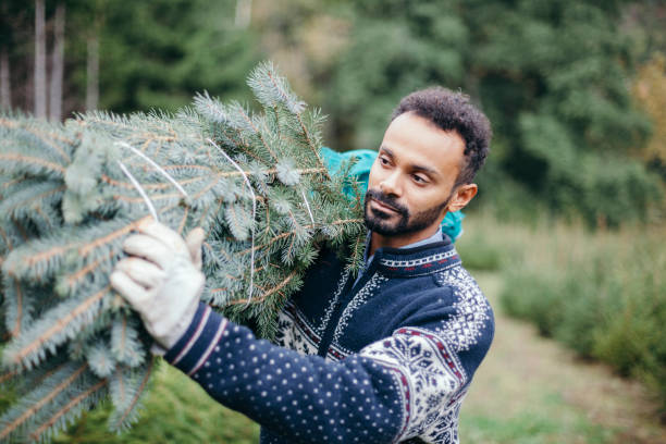 istock Man worker in a plantation prepares Christmas tree for sale 847826362