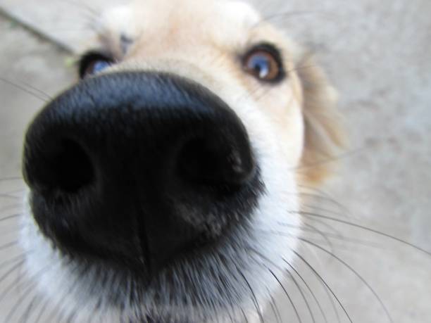 istock Dog fusinho 847829390
