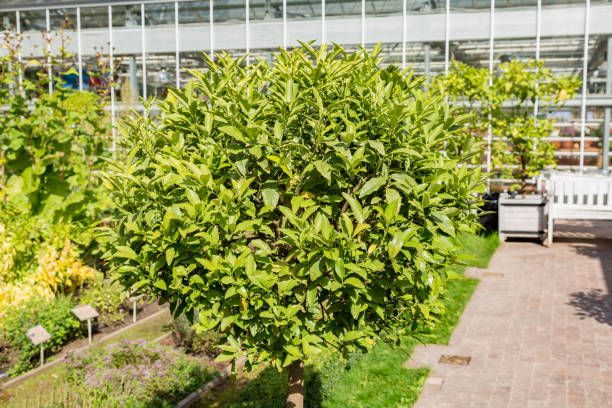 istock Green tree of kumquat 847829810