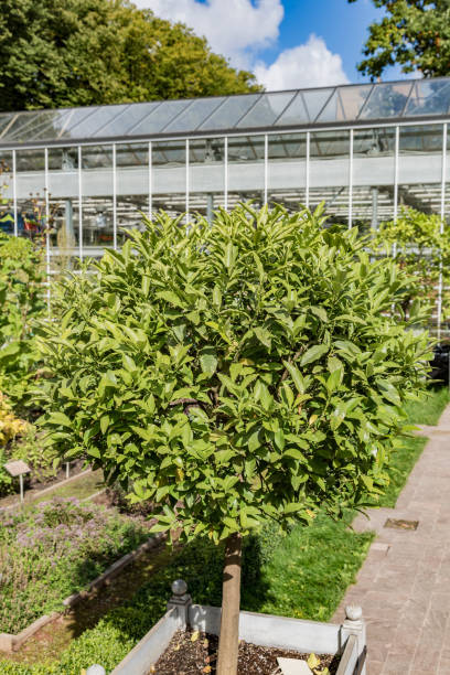 istock Green tree of kumquat 847829812
