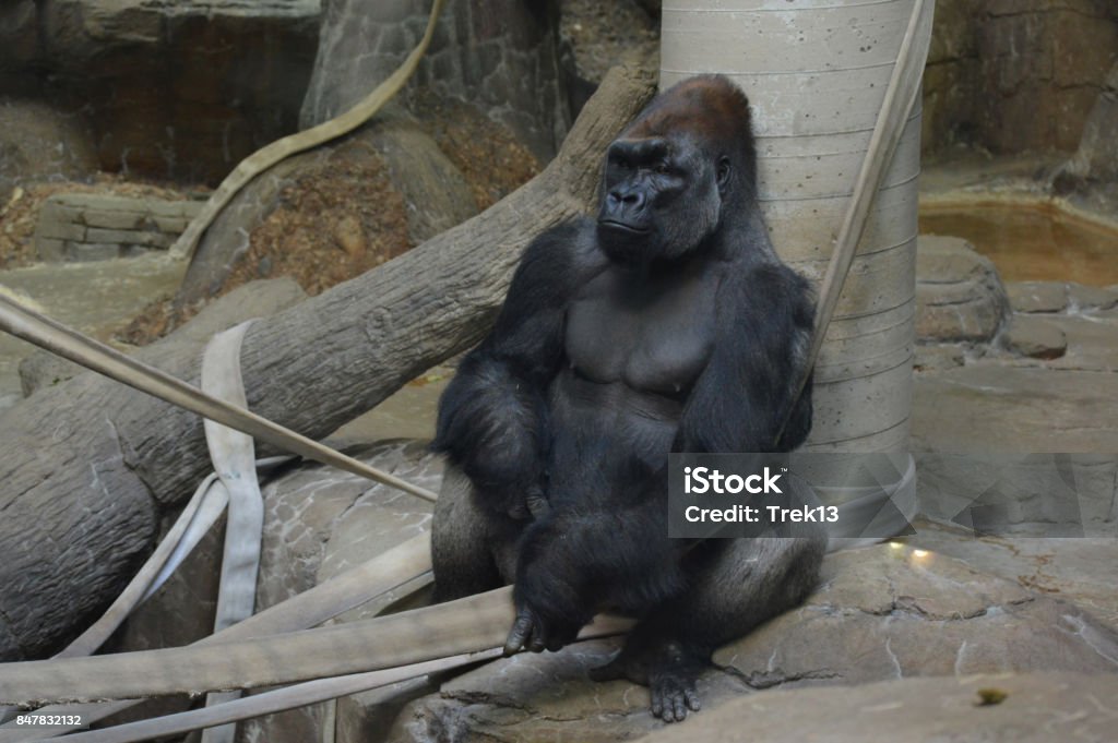 Gorilla A gorilla sitting on a rock Chest - Torso Stock Photo