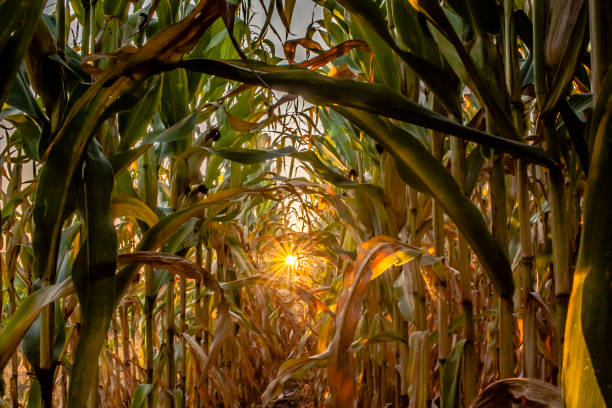 starburst in einem kornfeld - autumn corn corn crop field stock-fotos und bilder