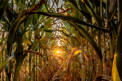 Looking down the row of a fall corn field, the setting sun creates a white focal starburst near the center of the shot