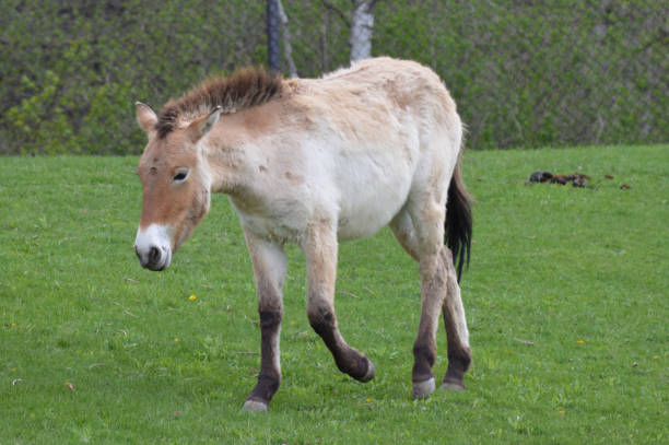 istock Wild Asian Horse 847839050