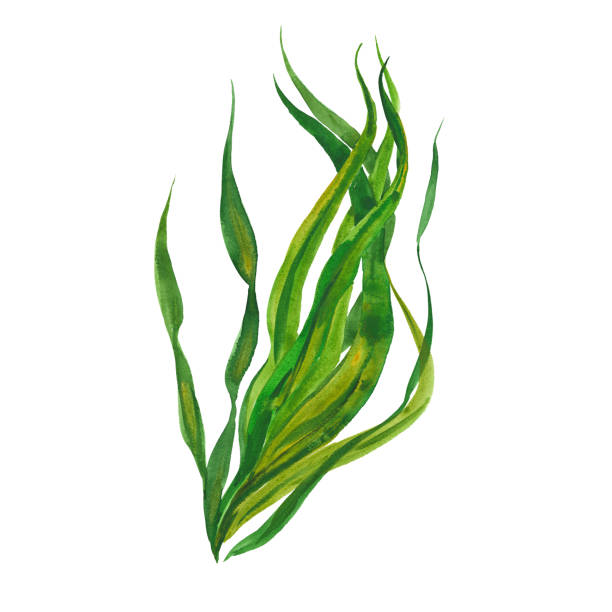 aquarell seetang algen - seaweed stock-grafiken, -clipart, -cartoons und -symbole