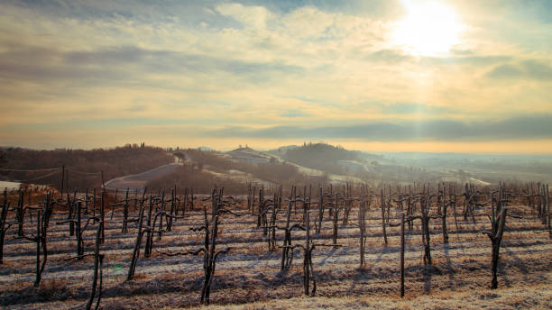 istock snowy morning in the vineyard 847839910