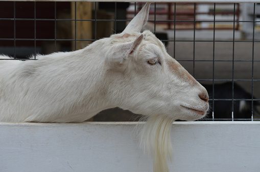 Very beautiful white goat with long horns and beard, living on a farm on the dark background.
