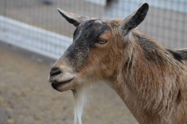 istock Goats at the farm 847842392