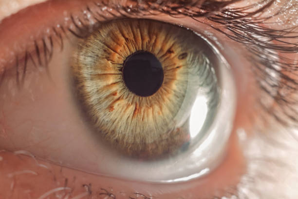istock image of the human eye 847842874