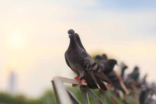 Flock of Black Pigeon in a row