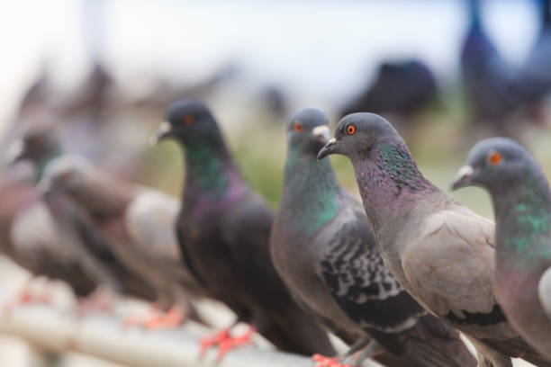 istock Flock of Black Pigeon in a row 847843568