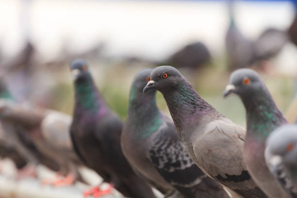 istock Flock of Black Pigeon in a row 847843602