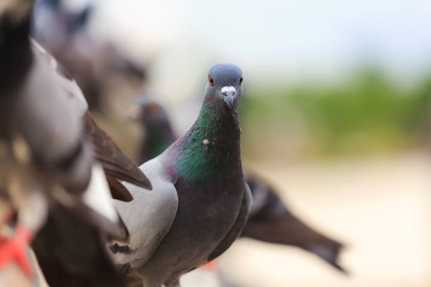 istock Flock of Black Pigeon in a row 847845664