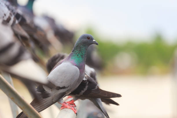 istock Flock of Black Pigeon in a row 847845732