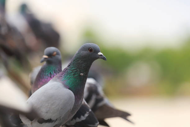 istock Flock of Black Pigeon in a row 847845740