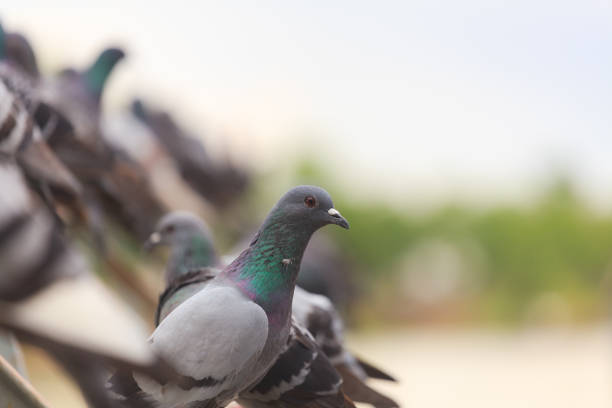 istock Flock of Black Pigeon in a row 847845742