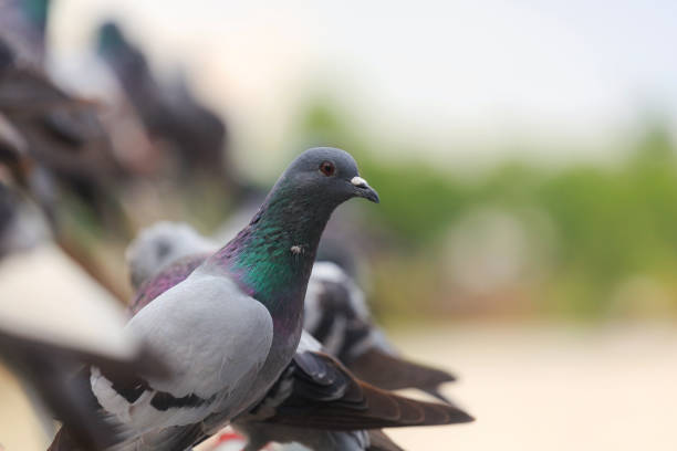 istock Flock of Black Pigeon in a row 847845750
