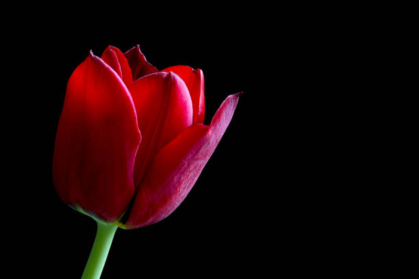 istock Close up red tulip on black 847846626