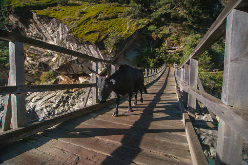 Cow On The Bridge India Stock Photo - Download Image Now - Animal, Architecture, Cow - iStock Cow On The Bridge India Stock Photo - Download Image Now - Animal, Architecture, Cow - iStock