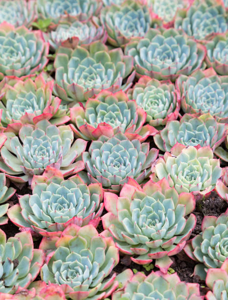 istock Close up image of sempervivum succulents 847856894