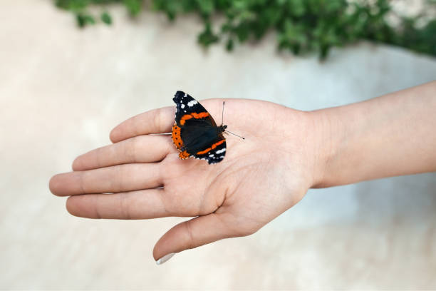 istock Beautiful butterfly on girl hand 847857550