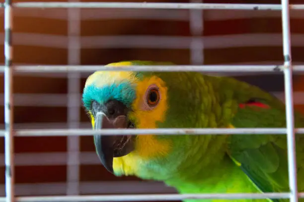 Parrot looks between the bars of the cage. Concept of illegal trafficking of animals. Smuggling.