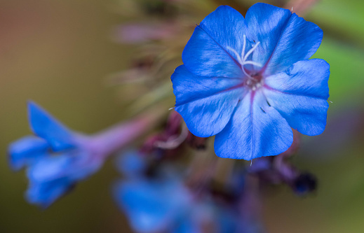 Macro close up photography of an Evergreen Alkanet