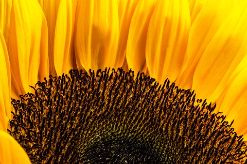 Close up of the seed pattern on a sunflower face.