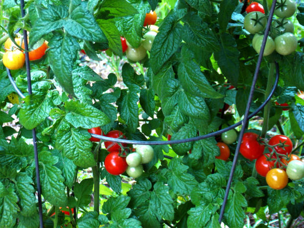 Our Backyard Garden has many Delicious Cherry Tomatoes now Ready for our Salad Close Up View of Wire Tomato Cage bursting with a Prolific Bounty of Freshly Ripened Fruit to Harvest. tomato cages stock pictures, royalty-free photos & images
