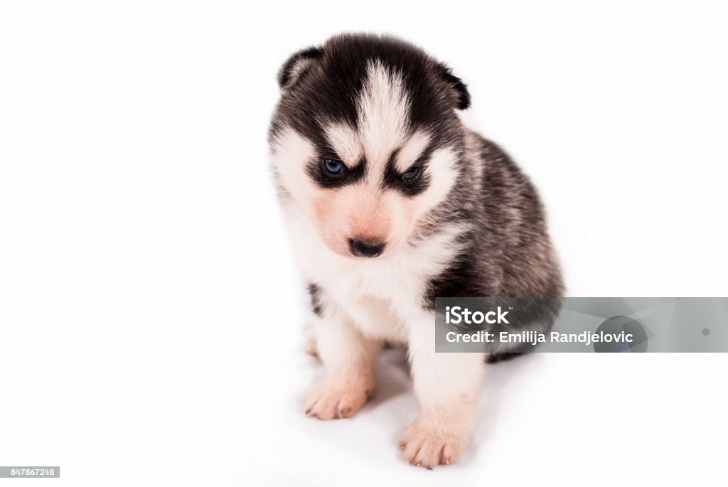 시베리아 허스키 포즈를 취하는 흰색 바탕에 귀여운 아기 강아지 가정 생활에 대한 스톡 사진 및 기타 이미지 - 가정 생활, 가축, 강아지-어린  동물 - Istock