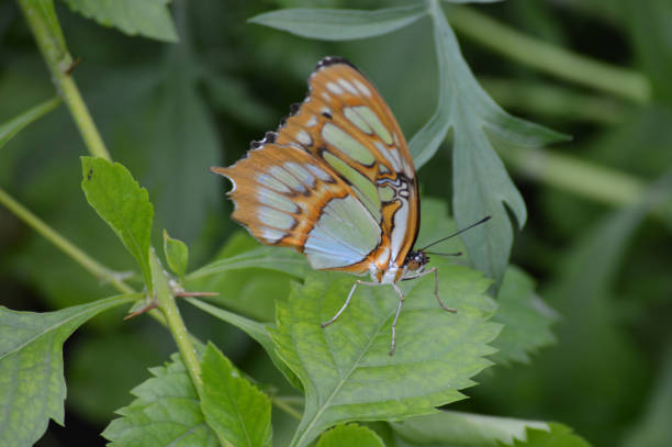 istock Butterfly in the garden 847879552