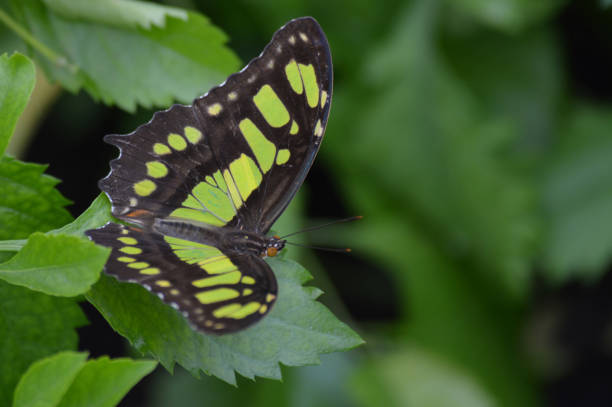 istock Butterfly in the garden 847879624