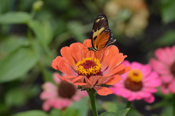 istock Butterfly in the garden 847879864