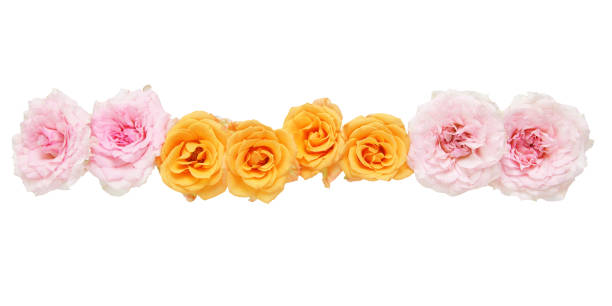 istock Flower head of roses 847879988