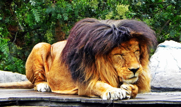 istock A male lion takes a nap 847879998