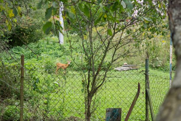 istock Deer behind the fence. 847883506