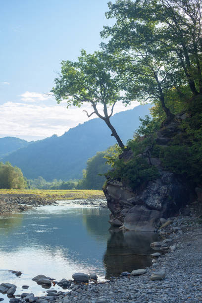 Mountain river an cliff with trees in the morning