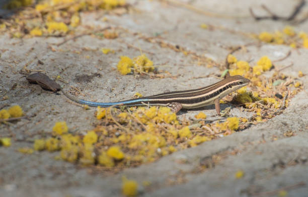 istock Blue-tailed skink lizard on a rock wall 847883840