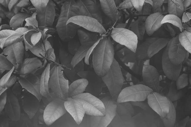 istock Black and white leaves Background with smoke 847886940