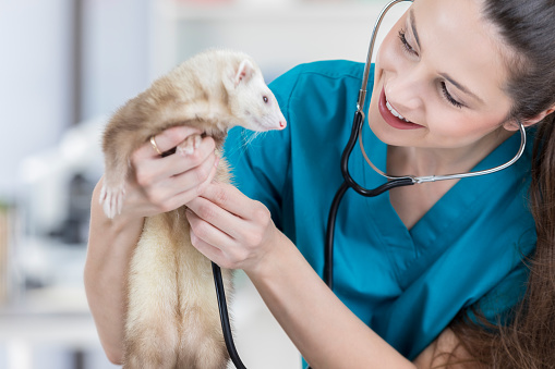 Confident female veterinarian holds a ferret while listening to the animal's heartbeat.
