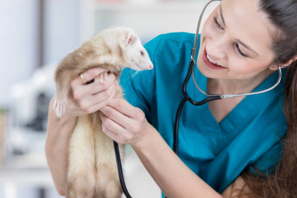 Female veterinarian listens to ferret's heartbeat Confident female veterinarian holds a ferret while listening to the animal's heartbeat. polecat stock pictures, royalty-free photos & images
