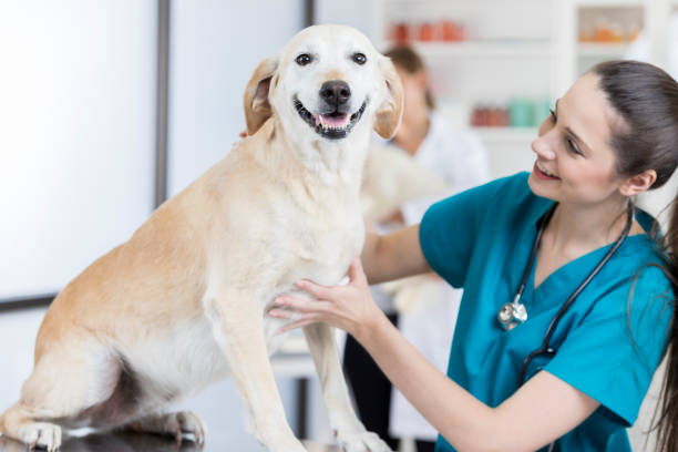 istock Caring female veterinarian examines mature dog 847887184