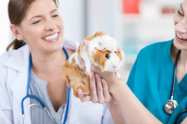 Confident female veterinarian and her assistant examine a pet guinea pig.