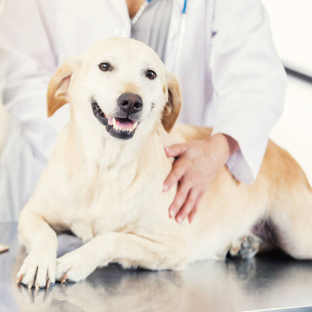 istock Happy dog at the veterinarian's office 847887188
