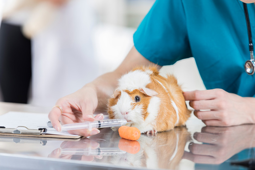 Malnourished guinea pig is fed via syringe in a veterinarian's office. A small carrot is on the examination table.