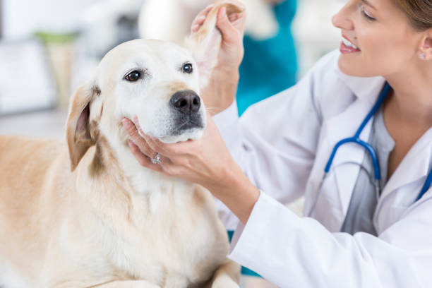 istock Careful vet looks into a yellow lab's ear 847887198